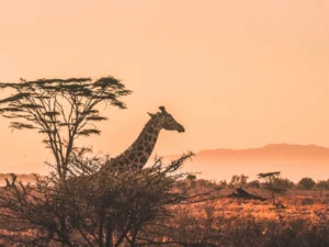 zorgeloosopreis.minor-dm.nl Regio Afrika