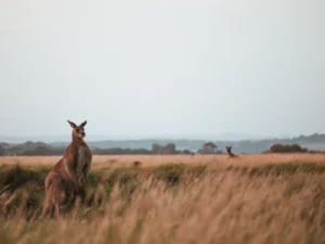 zorgeloosopreis.minor-dm.nl Regio Oceanië