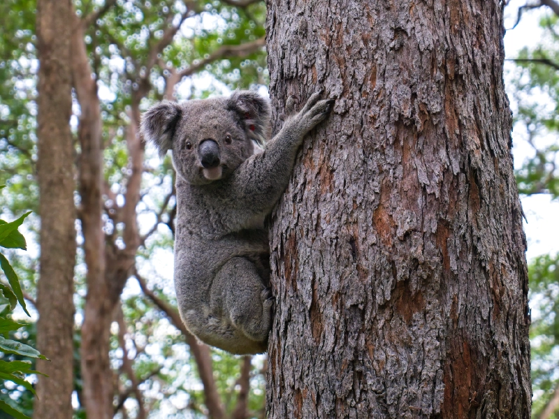 Regio Oceanië Australie